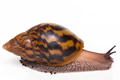 Achatina achatin achatina Ghana typ 1a x 2 semiadult